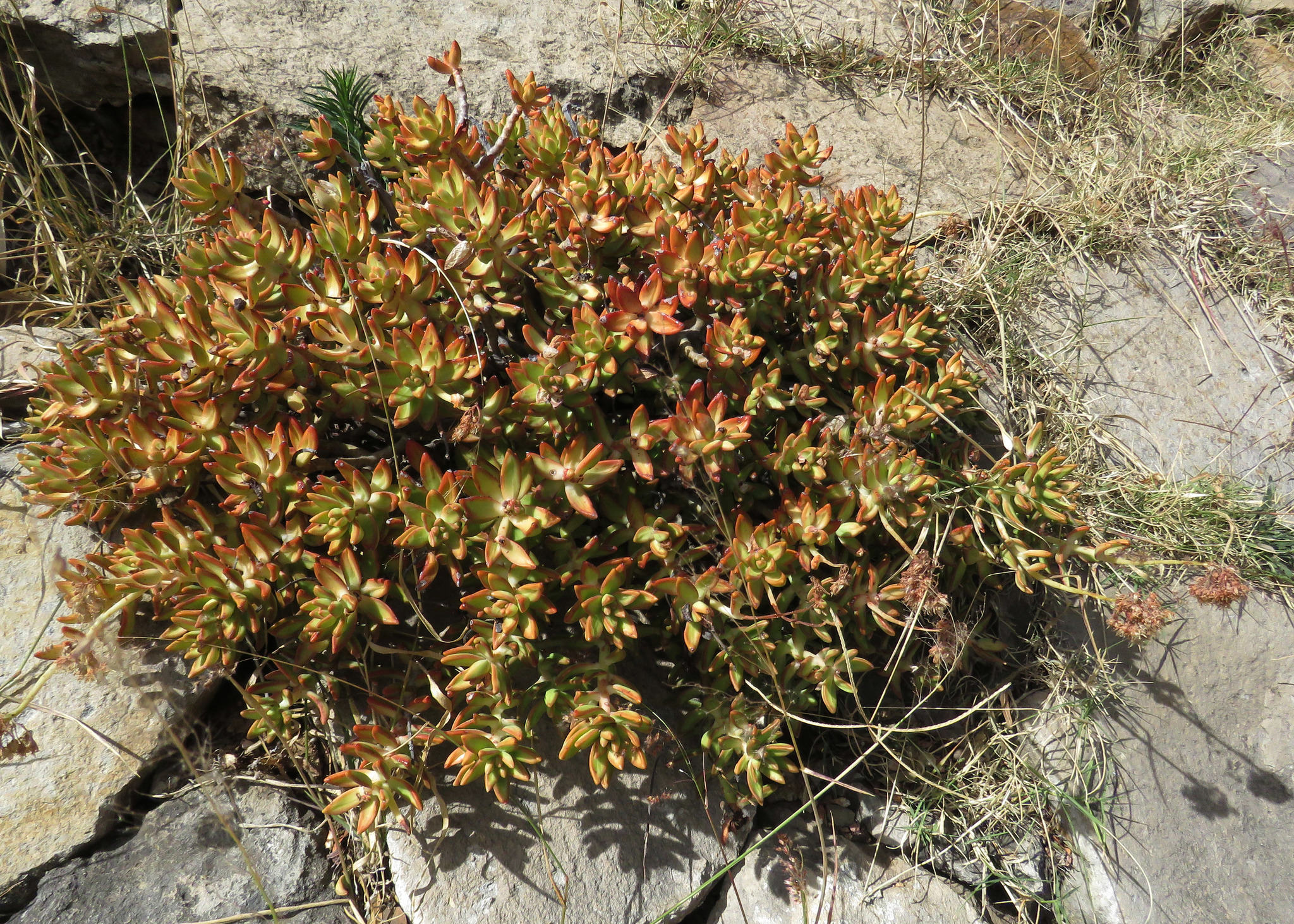 Sedum adolphii